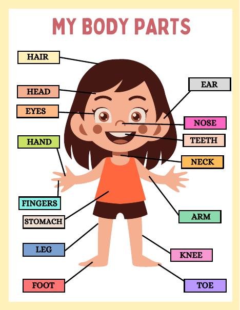 My body parts learning worksheet